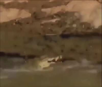 I've never seen a frustrated croc before