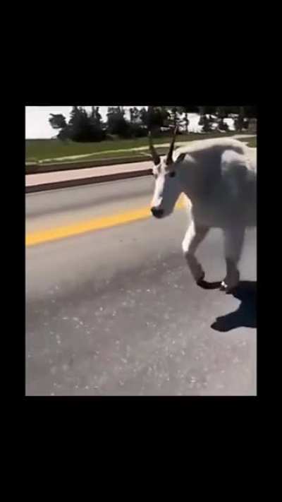 Absolute Unit of A Mountain Goat!