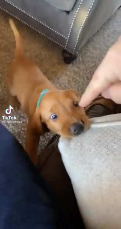Puppy do what puppy want