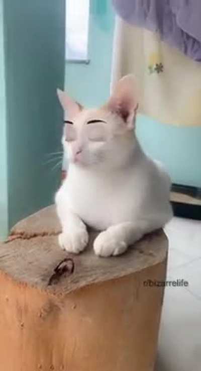 She said “I beg your pardon?”