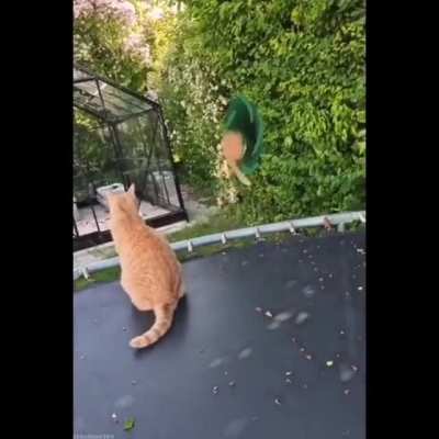 Cat dimension
