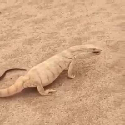 Desert monitor reptile having a digestion problem