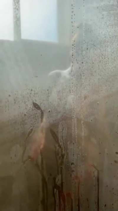Shower Teasing