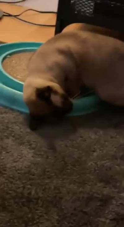 my cat, everyone