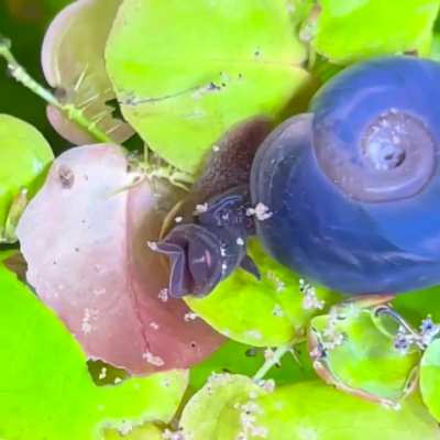 Blue Ramshorn Snacking