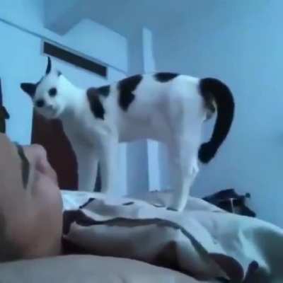 Well..would you look at that darn cat