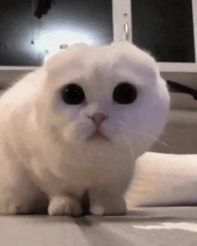 Me watching the enemy yasuo 1v1'ing my irelia,both with a full minion wave.