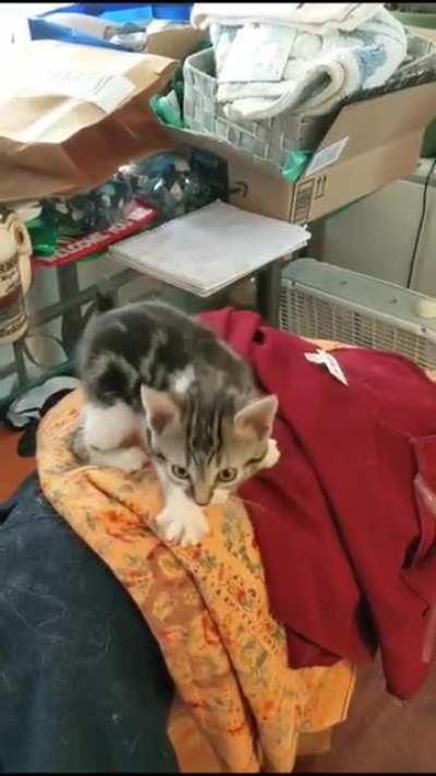 Nice fuzzy ball of warmness