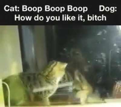 Instant Karma for this Cat