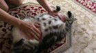 This pleases the chonk