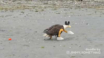 Bold eagle
