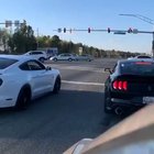 Mustangs are penchant to doing this