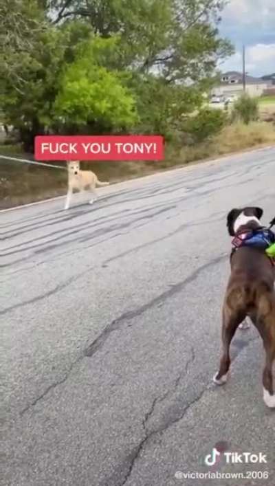 What dogs are really saying...😂