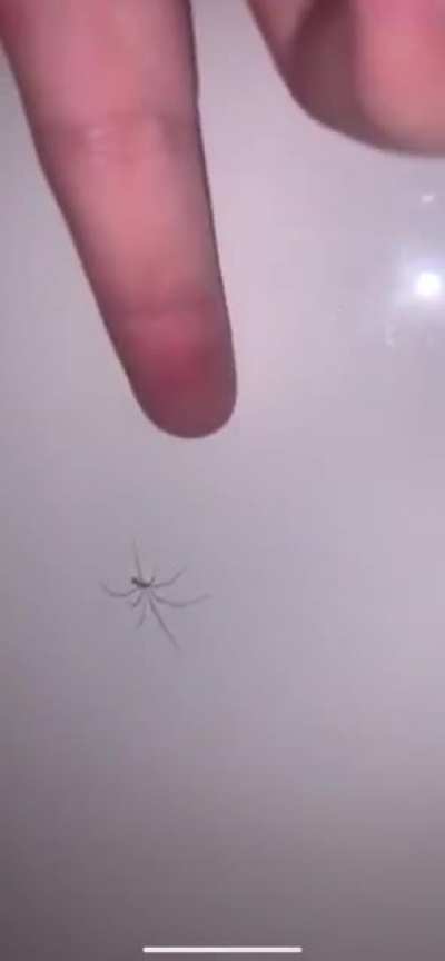 Playing with a spider