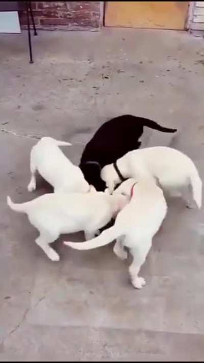 loop de loop