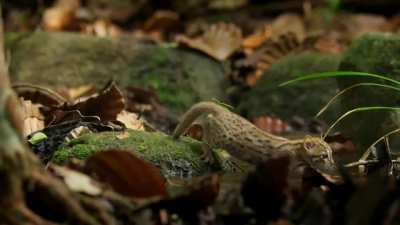 Rusty spotted cat, the world's smallest wild cat