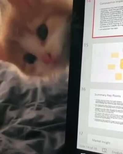 Working from home be like...