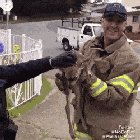 Oh deer