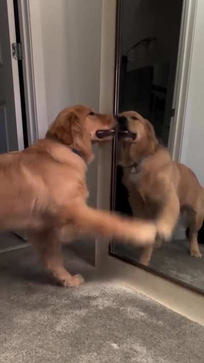 Golden Retriever My Love