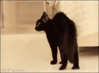 It makes sense in cat logic, I swear