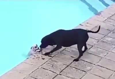 Хороший пёс