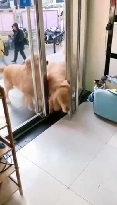 Dogs are indeed the best people