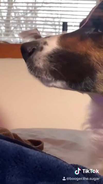 Back again with some quiet barks from Booger