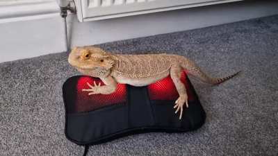 Got a heated massager for Christmas...