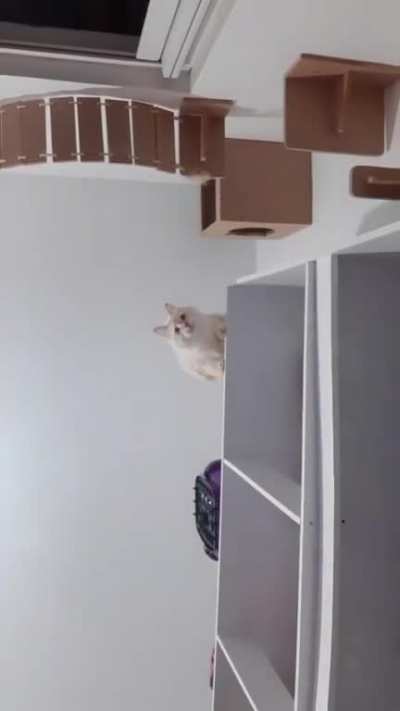 CaT sLaMs HiS OwNeR tO dEaTh