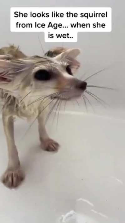 Fen