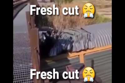 Fresh cut 😤