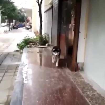 Dog stuck on ice