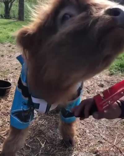 James having a nice brush