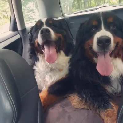 Tongues a-wagging on our way home from the dogpark.