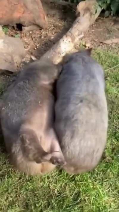 Great, Now I want to cuddle with wombats