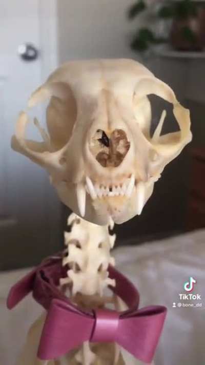 There are two kinds of people on TikTok: the ones who love dead stuff and the ones who hate it- which are you?