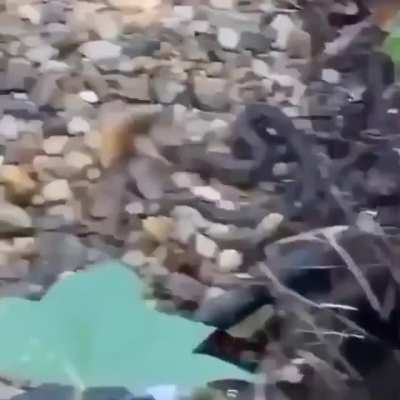 I can save this fish