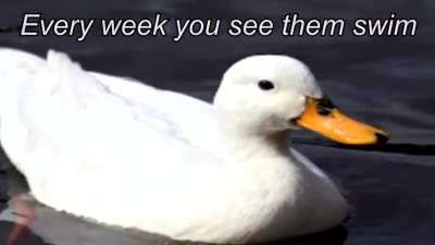 Dakksu... such magnificent creatures...