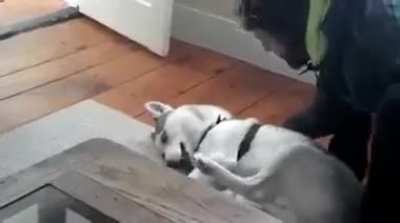 Husky doesn't want to go home. Throws a tantrum.