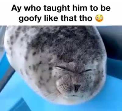 Goofy little seal