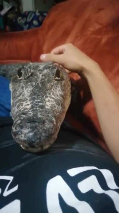 Croc on the crotch