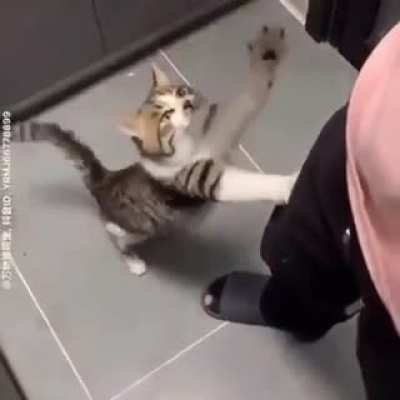Ham