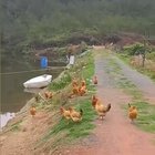 Can Chickens Fly?