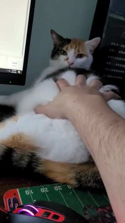 can't resist the chonk