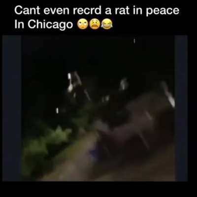 Cant even record a rat in peace in Chicago