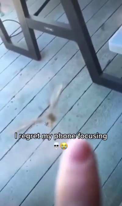 Mosquito