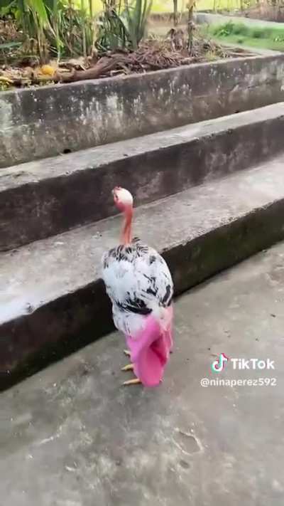 XD 
