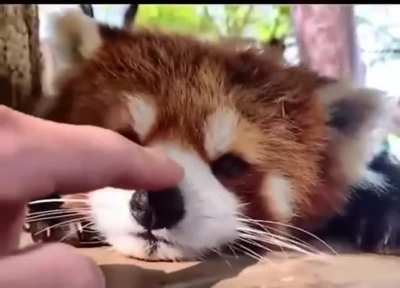 His nose Boop...