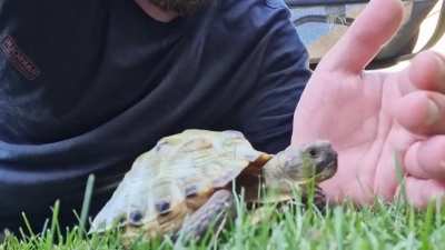 Vicious animal attack