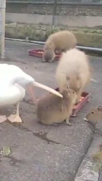 To eat this Capybara.